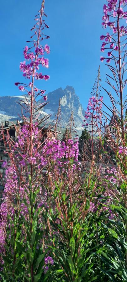 Maison Meynet Mountain Charm Breuil-Cervinia Eksteriør billede